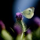 Distel ist besonders lecker!