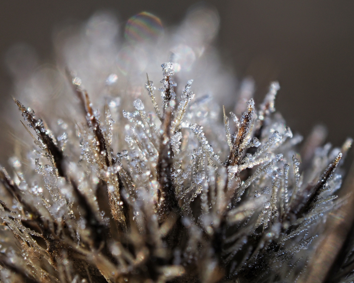 Distel - Kalt dragiert ;-)