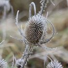 (Distel) Karde im Winter...