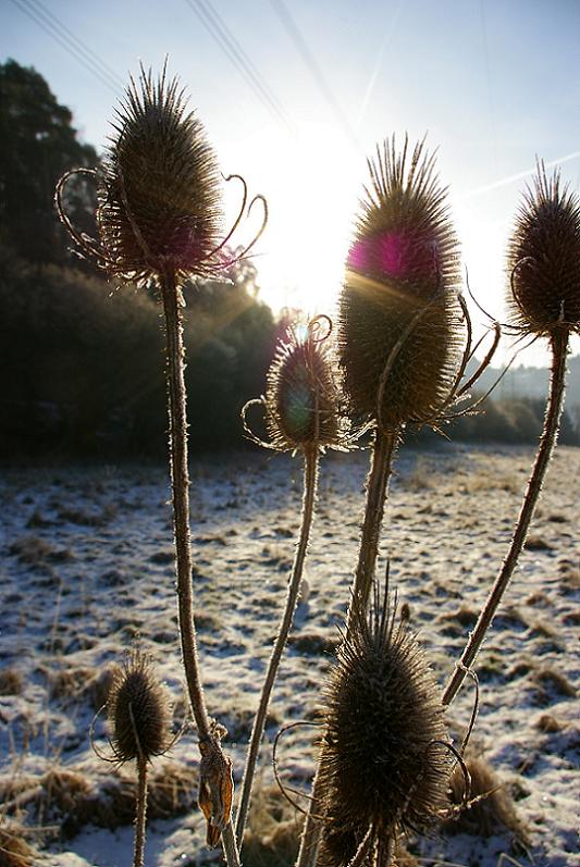 "Distel" (Karde) im Winter