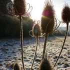 "Distel" (Karde) im Winter