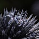 Distel-Knospe mit Blüten