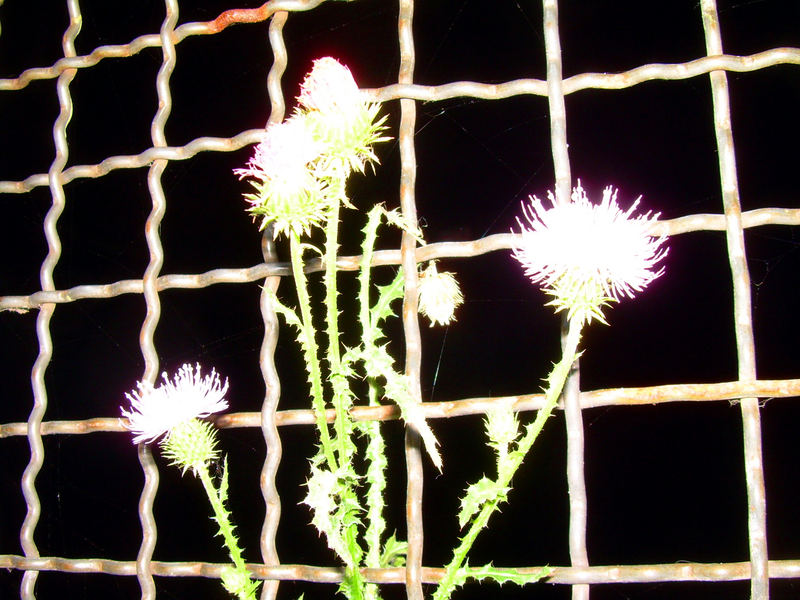 Distel; Landschaftspark Nord