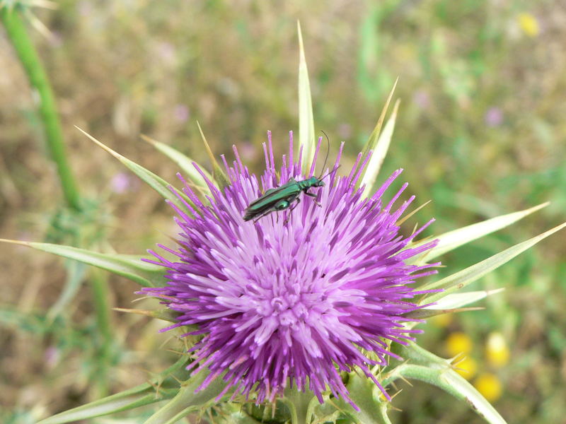 Distel - Liebhaber