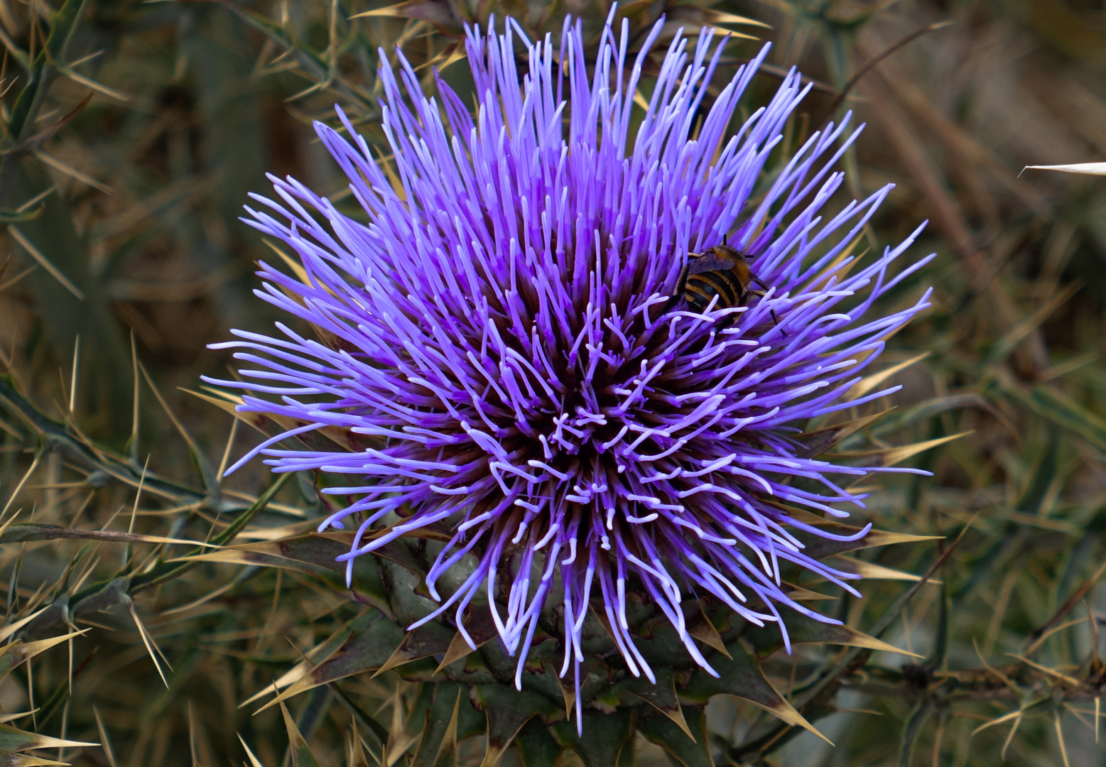 Distel  Madeira