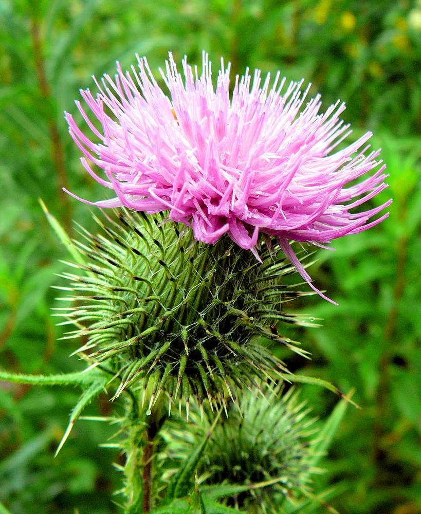 Distel Makro Foto & Bild pflanzen, pilze & flechten, gräser, natur