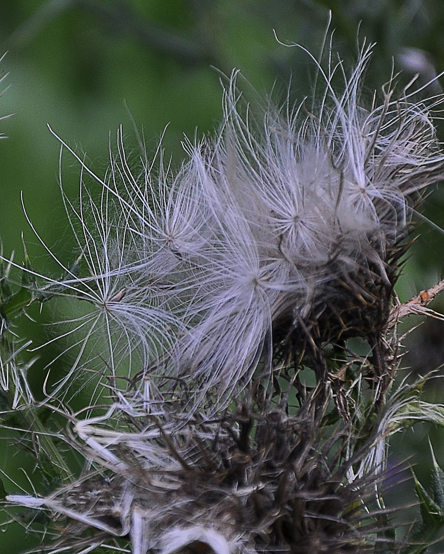 Distel mal ganz weich