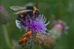 Distel mit