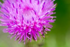 ::. Distel mit Ameise .::