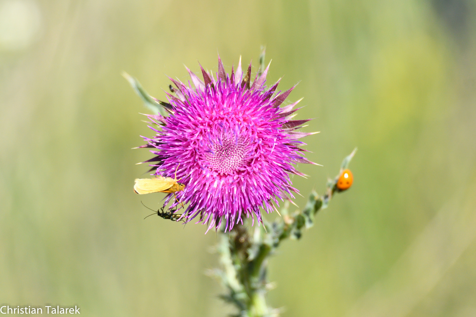 Distel mit Anhang