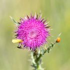 Distel mit Anhang