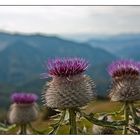 Distel mit Ausblick