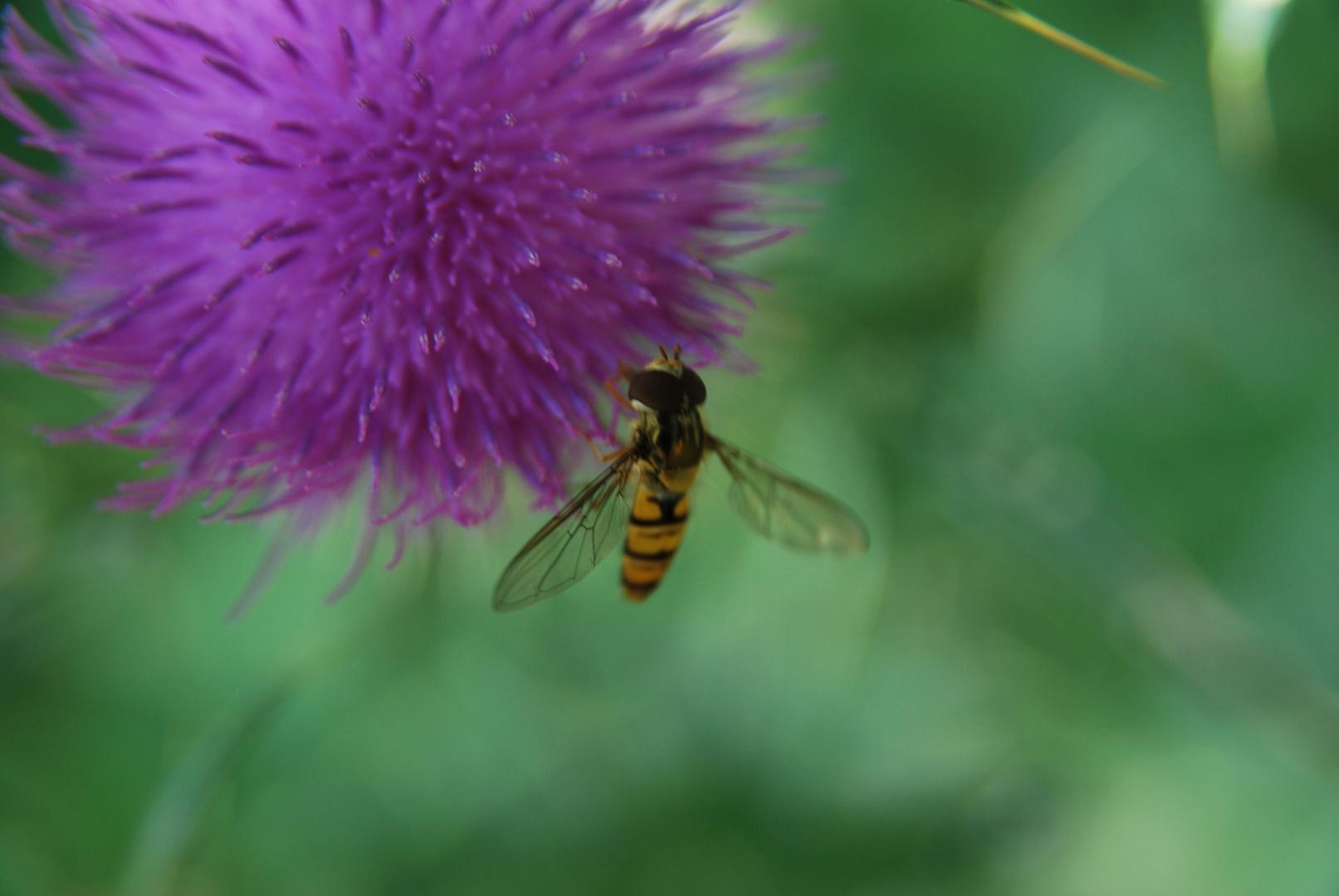 Distel mit Begleiter