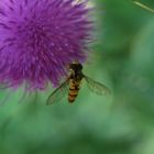 Distel mit Begleiter