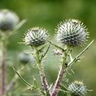 Distel-mit Behang