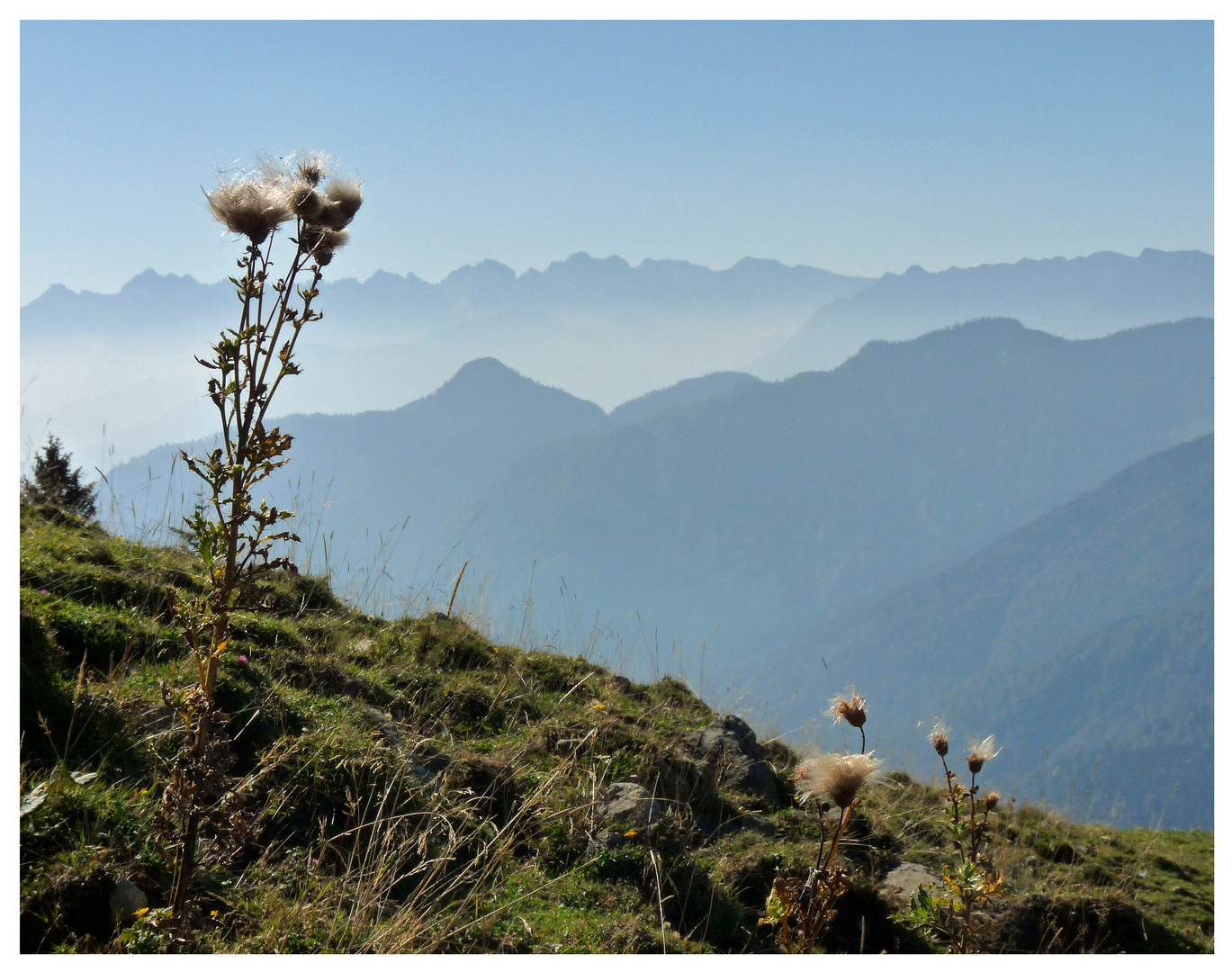 Distel mit Bergen