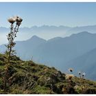 Distel mit Bergen