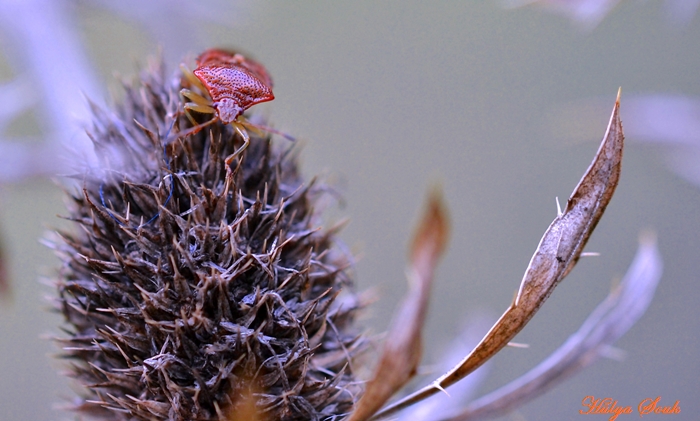 Distel mit Besuch