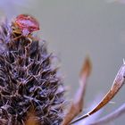 Distel mit Besuch