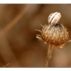 Distel mit Besuch