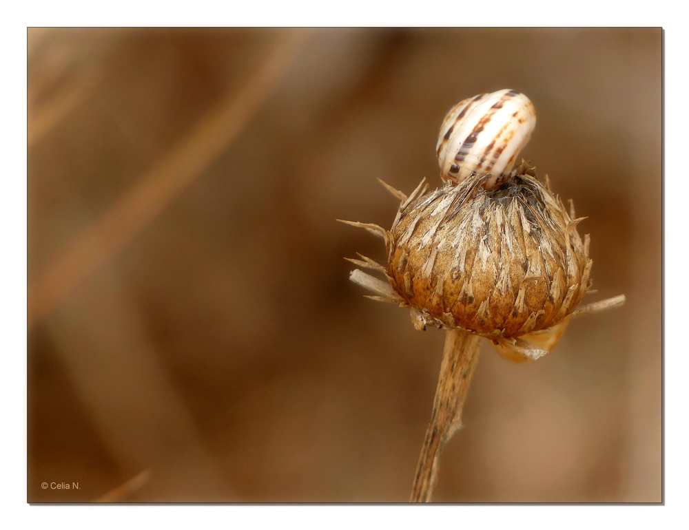 Distel mit Besuch