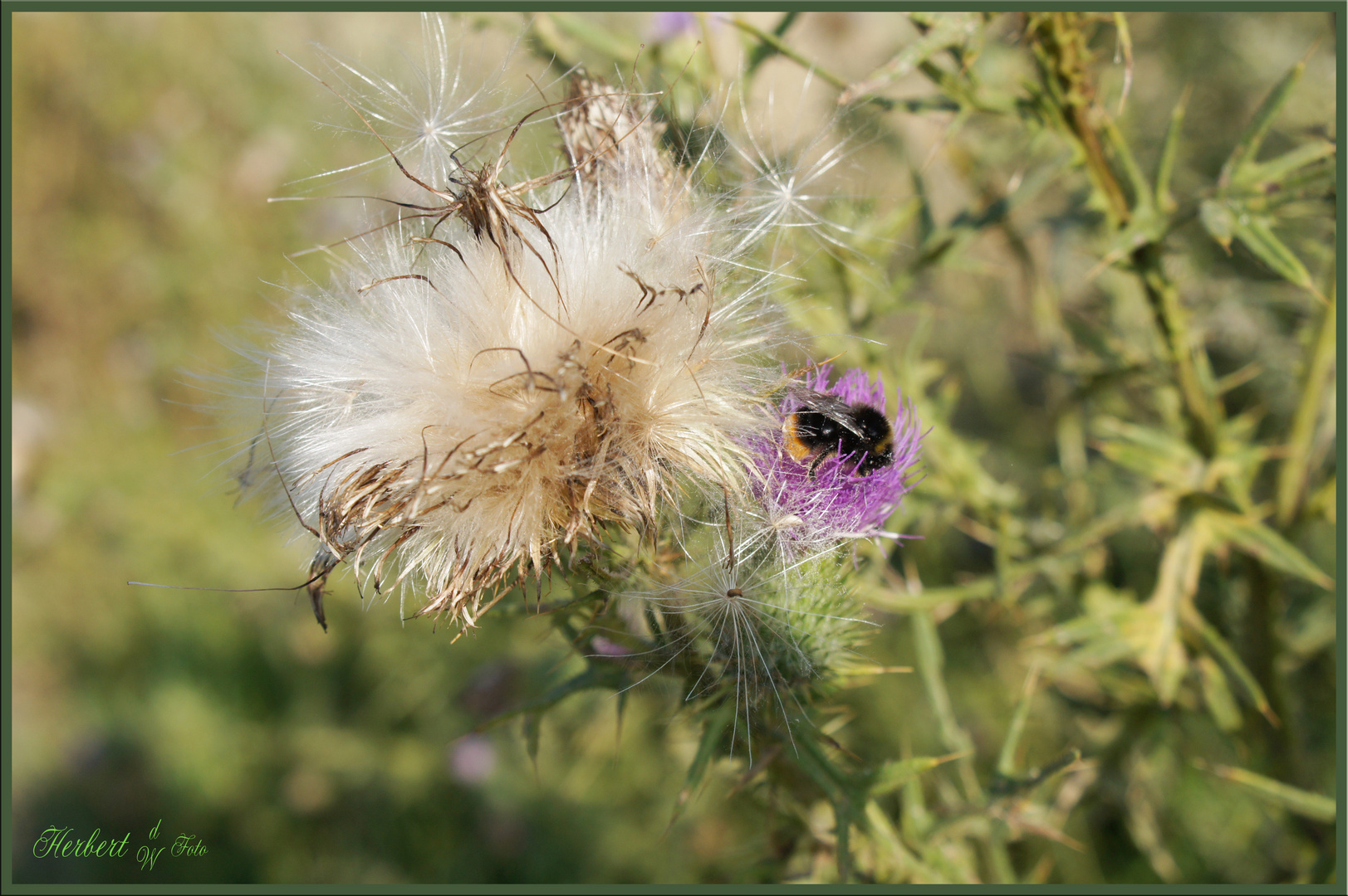 Distel mit Besuch