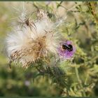 Distel mit Besuch