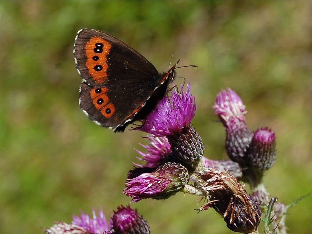 Distel mit Besuch