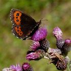 Distel mit Besuch