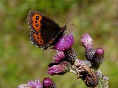 Distel mit Besuch