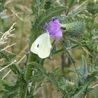 Distel mit Besuch