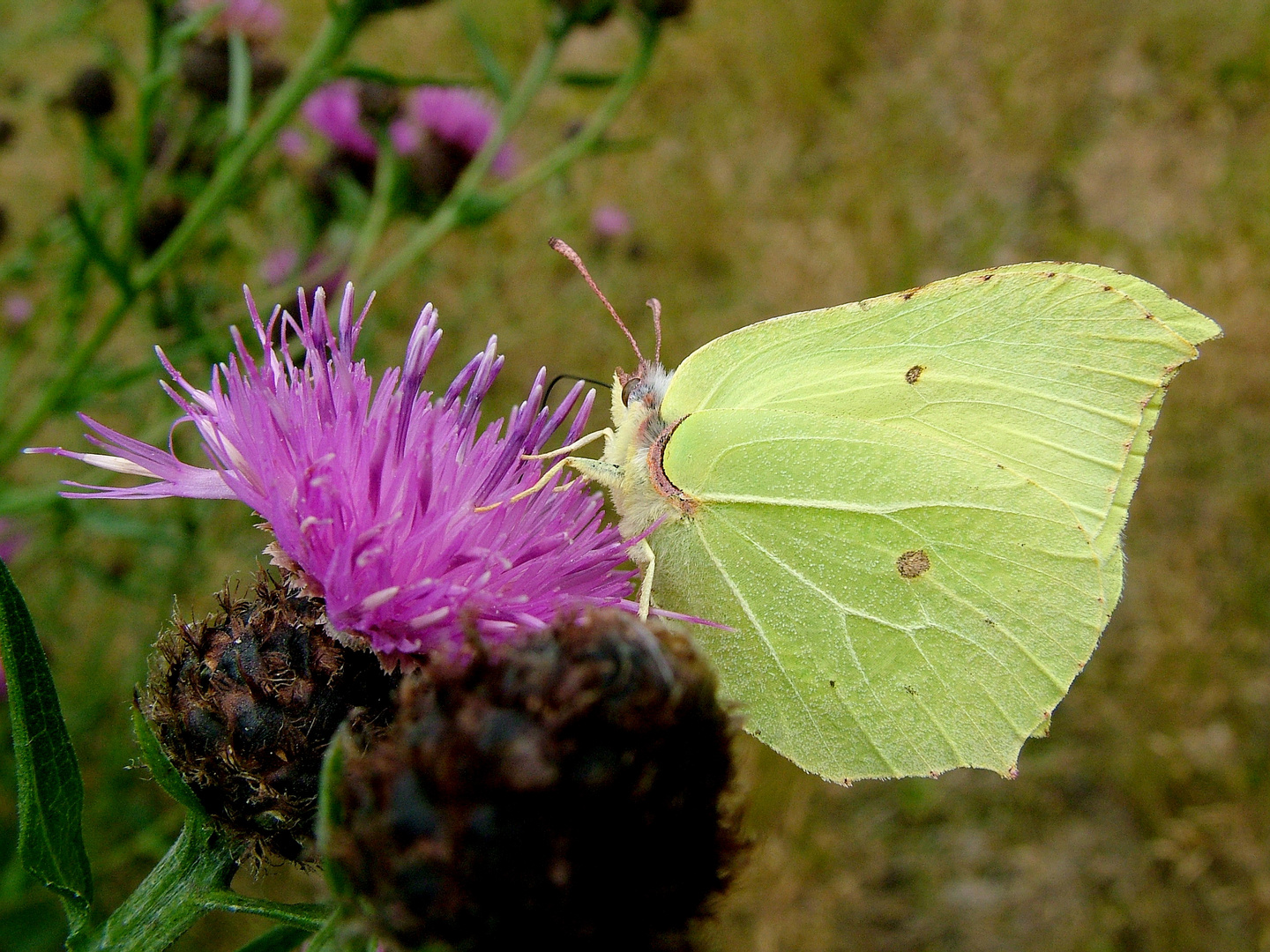 Distel mit Besuch