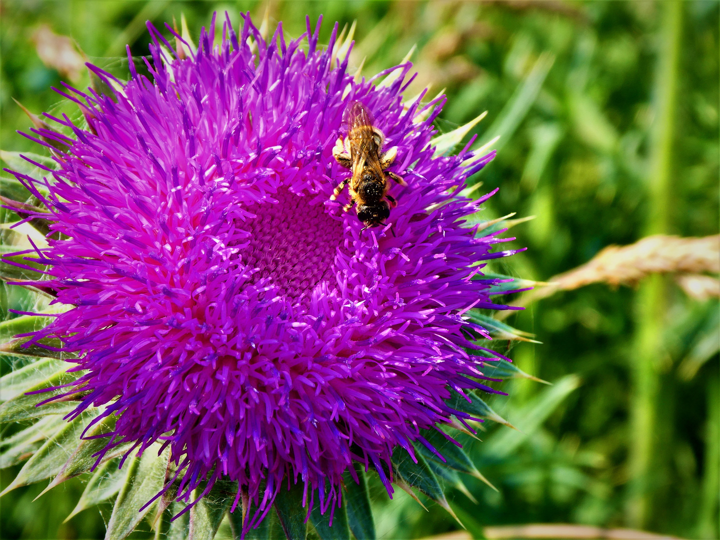 Distel mit Besuch