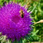 Distel mit Besuch