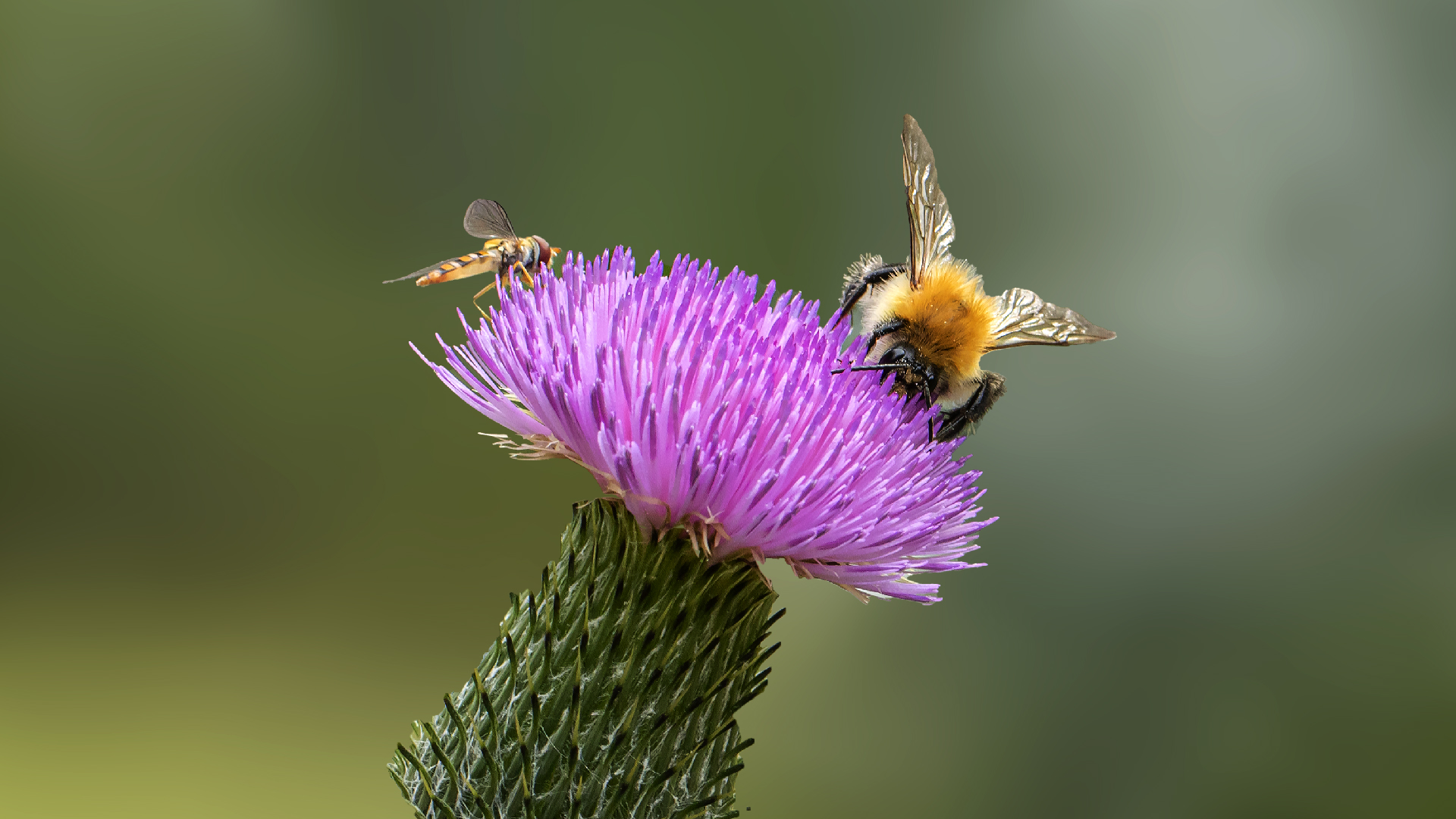 Distel mit Besuch