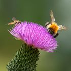 Distel mit Besuch