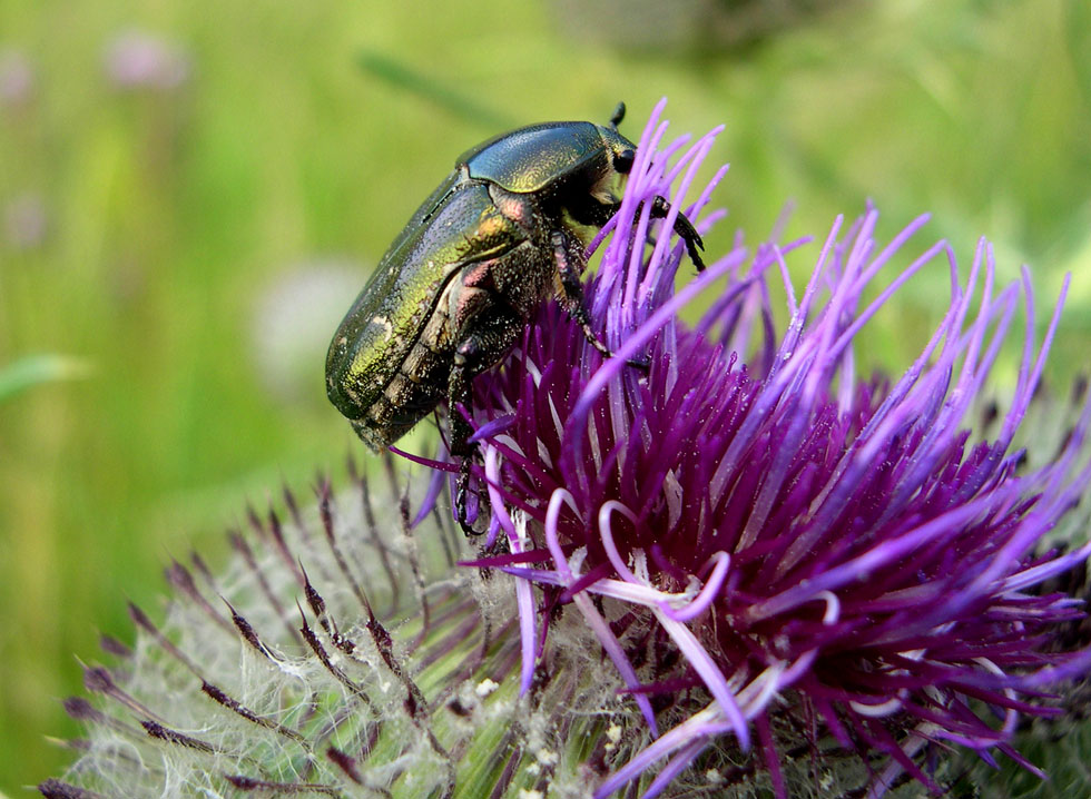 Distel mit Besucher