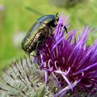 Distel mit Besucher