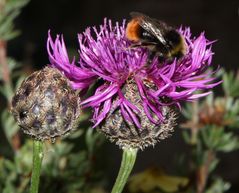 Distel mit Besucher