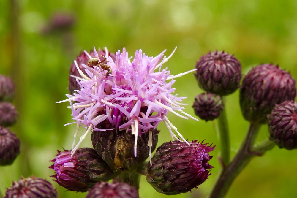 Distel mit Besucher