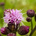 Distel mit Besucher