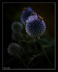 Distel mit Besucher