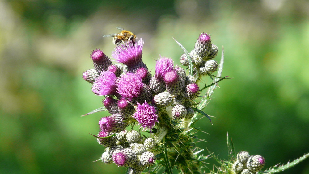 Distel mit Besucher