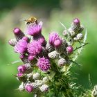 Distel mit Besucher