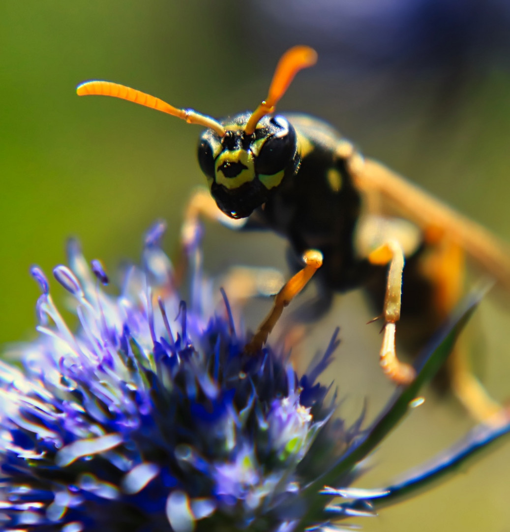 Distel mit Besucher