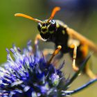 Distel mit Besucher