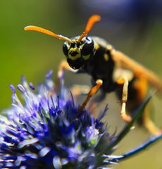 Distel mit Besucher