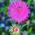 Distel mit Besucher (ANN_7846)