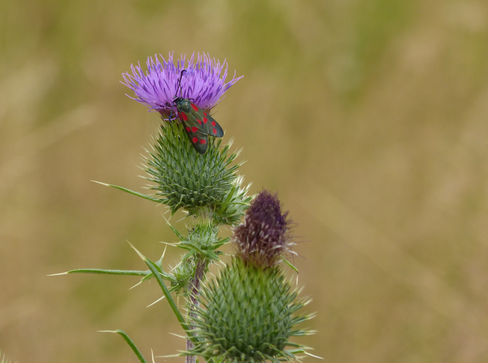 Distel mit Besucher