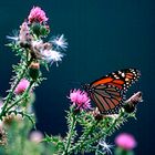 Distel mit Besucher und Gruß an Gustav